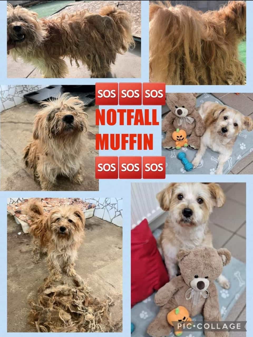 Muffin collage1