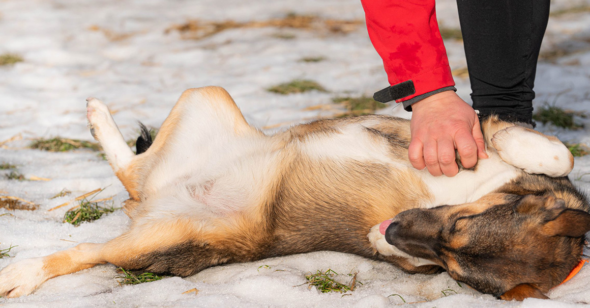 Hund in einem Tierheim in der Slowakei