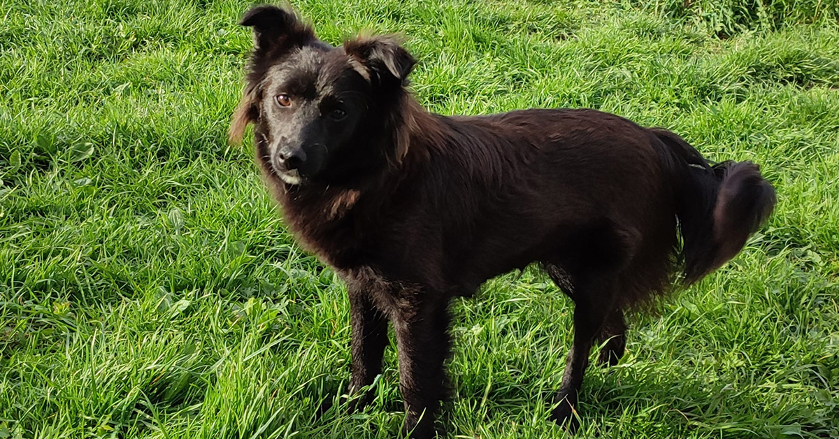 Hund aus einem slowakischen Tierheim