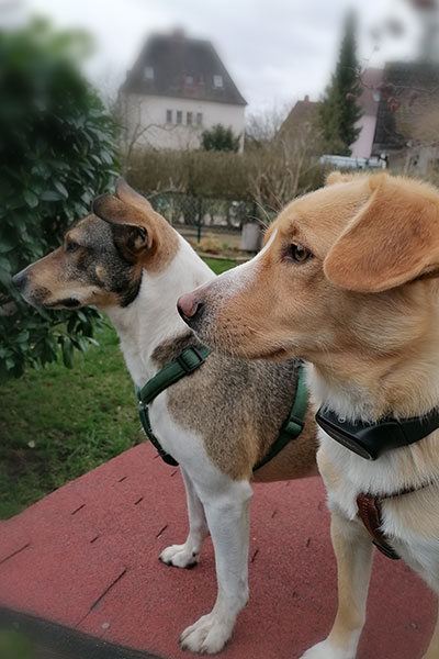 Aus dem Tierschutz in ein glückliches Zuhause: Lilly und Luggi