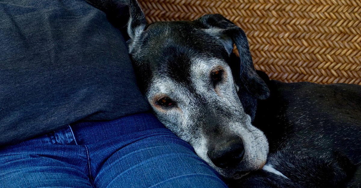 Ein alter Hund lehnt sich an einen liebevollen Menschen